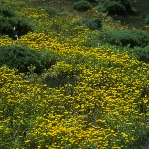 Hemizonia streetsii, NW side, San Benito Isl.