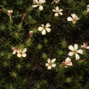 Leptodactylon ventena, Canada de la Mina, Cedros Isl.