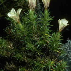 Leprodactylon veatchii, Canada de la Mina, Cedros Isl.
