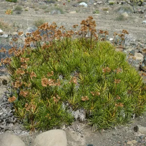 Encelia stenophylla, Gran Canon, Cedros Isl.