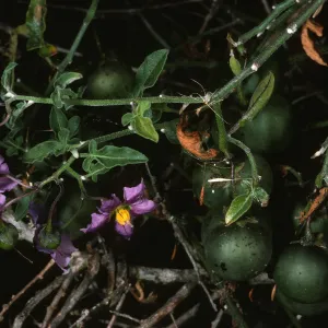 Solanum, San Martin Isl.