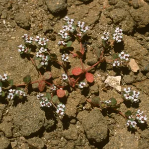 Euphoriba bartolomaei