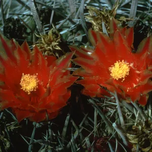 Ferocactus