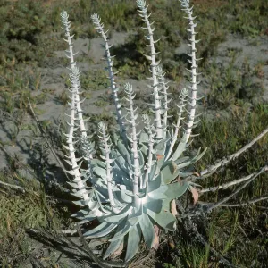 Dudleya anthonyi