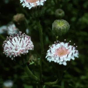 Chaenactis lacera
