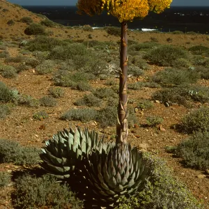 Agave (Century Plant)
