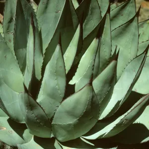 Agave sebastiana, Cedros Isl.