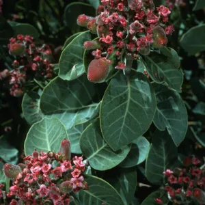 Rhus lentii