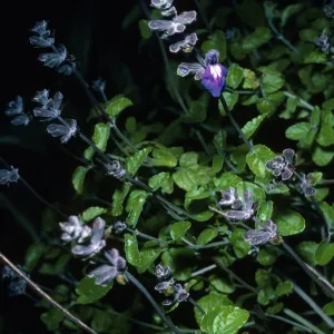 Salvia (Sage) edroensis