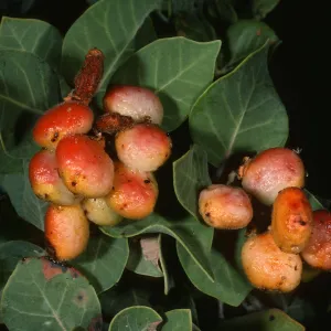 Rhus lentii, Gran Canon, Cedros Isl.