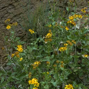 Verbesina hastata