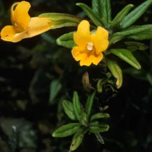 Mimulus stellatus