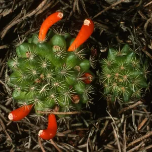 Mammillaria goodridgei, Cedros Isl.
