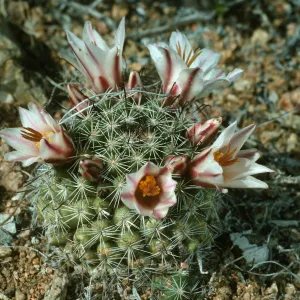 Mammillaria