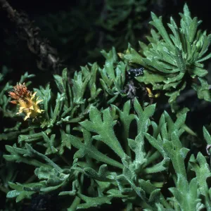 Haplopappus venetus tridentatus