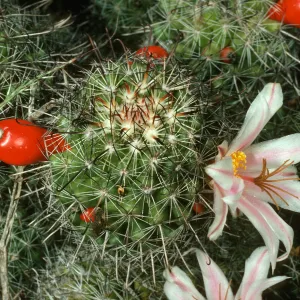 Mammillaria, San Martin isl.