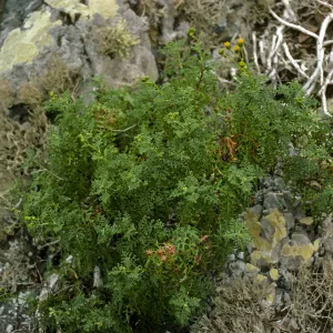 Senecio,