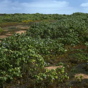 Lavatera venosa, West San Benito Island