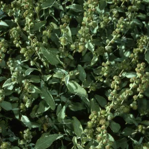 Ambrosia chenopodifolia, Campo Punta Norte, Cedros Isl.