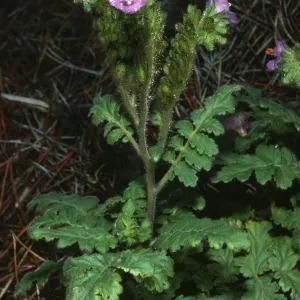Phacelia, under pines, W. of head of Canon de la Mina, Cedros Isl.