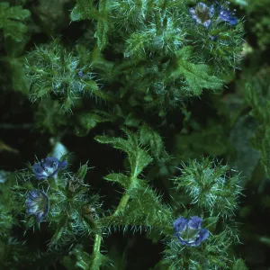 Phacelia cedroensis, Canon de la Mina. Cedros Island
