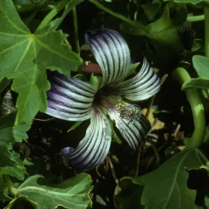 Lavatera venusa, W. San Benito Island.