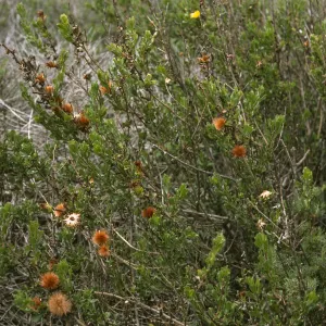 Haplopappus berberides, Todos Santos Islands