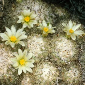Mammallaria neopalmeri, W. San Benito Isl.