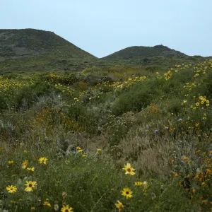 Encelia amsinemia, trail to crater, San Martin Isl.