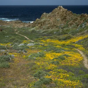 Hemizonia streetsii, trail at NW side, W. San Benito Isl.