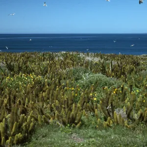 Encelia, Bergerocactus,Todos Santos Islands
