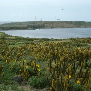 Encelia, Bergerocactus, NE side of Todos Santos