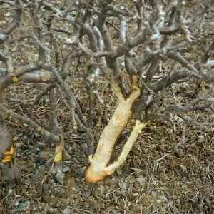 Euphorbia misera with rabbit damage, E. San Benito Isl.