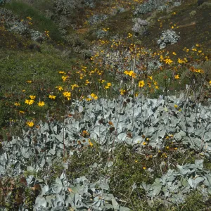 Viguera lanata, N. of lighthouse, Natividad Isl.