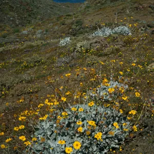 Viguera lanata, N. of lighthouse, Natividad Island
