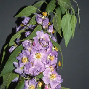 Trees of Santa Barbara Talk - Robinsonella cordata 