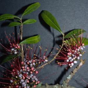 Trees of Santa Barbara Talk - Myrrhinium atropurpurea 