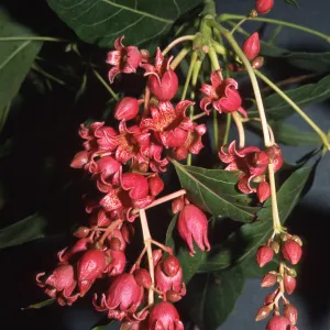 Trees of Santa Barbara Talk -Brachychiton gregorii