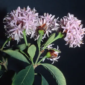 Trees of Santa Barbara Talk - Dais cotinifolia