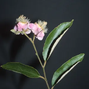 Trees of Santa Barbara Talk - Luehea divaricata