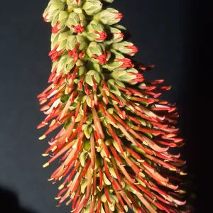 Trees of Santa Barbara Talk - Acrocarpus fiaxinifolius