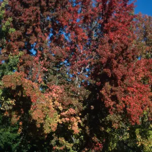 Trees of Santa Barbara Talk - Liquidambar styraciflua