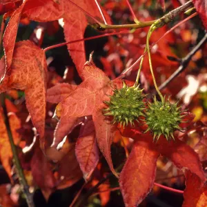 Trees of Santa Barbara Talk - Liquidambar styraciflua