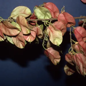 Trees of Santa Barbara Talk - Koelreuteria bipinnata