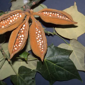 Trees of Santa Barbara Talk - Brachychiton discolor