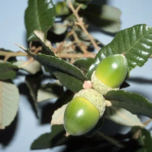 Trees of Santa Barbara Talk - Quercus tomentella