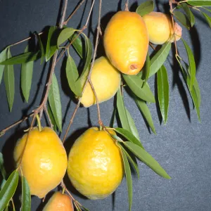 Trees of Santa Barbara Talk - Plinia edulis