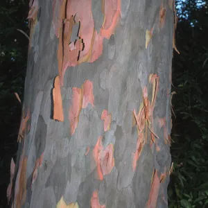 Trees of Santa Barbara Talk - Angophora costata