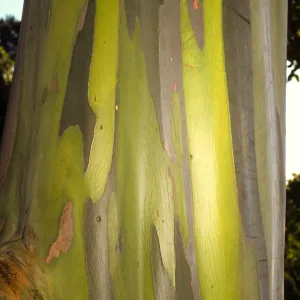 Trees of Santa Barbara Talk - Eucalyptus deglupta