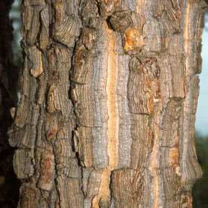Trees of Santa Barbara Talk - Erythrina abyssinica